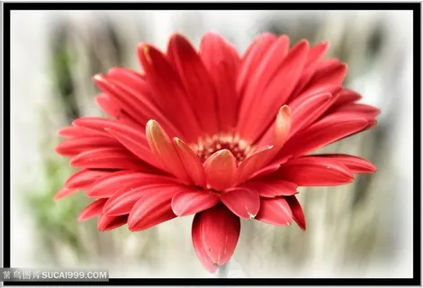 一只红色的菊花太阳花 一只红色的菊花太阳花