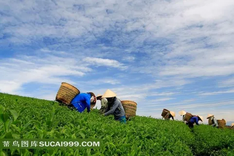 茶园中的忙碌的茶农