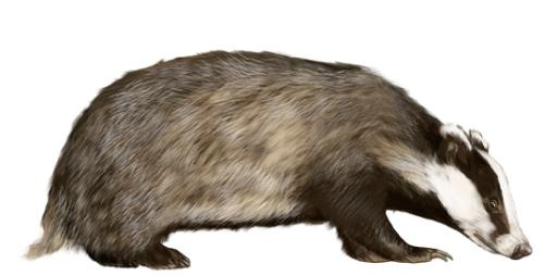 獾 PNG(550x273)