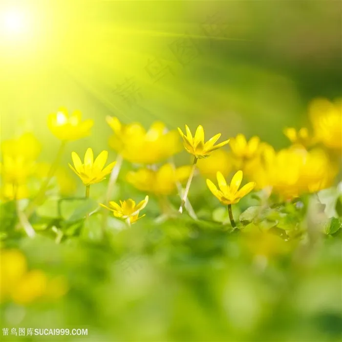 阳光下黄色小花朵图片
