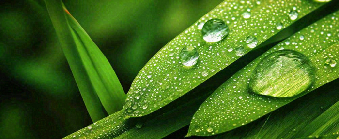 夏天绿叶露水露珠萌芽清新，雨水白露谷雨摄影图(1712x704)