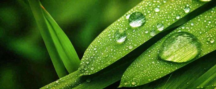 夏天绿叶露水露珠萌芽清新，雨水白露谷雨摄影图(1712x704)