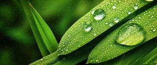 夏天绿叶露水露珠萌芽清新，雨水白露谷雨摄影图