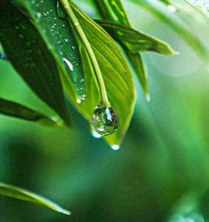 春天草地绿叶上的露珠,惊蛰雨水谷雨摄影图 春天草地绿叶上的露珠,惊蛰雨水谷雨摄影图