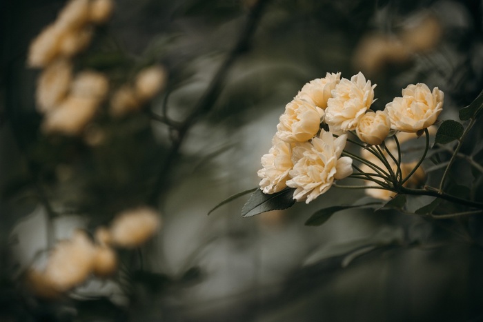 玫瑰, 花朵, 黄色的花, 玫瑰 花朵 黄色的花