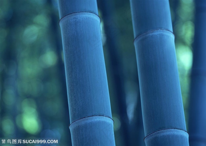 竹海--清晨天蒙蒙亮的竹竿特写