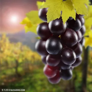 高清紫色葡萄图片下载水果图片