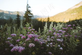 山上的野花野草图片