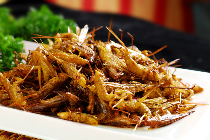 XTS088山野--蝣蚱虫