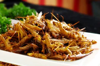 XTS088山野--蝣蚱虫