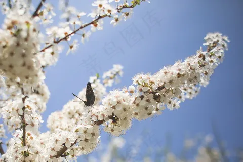 白色苹果树花图片