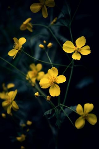 黑色背景棣棠花图