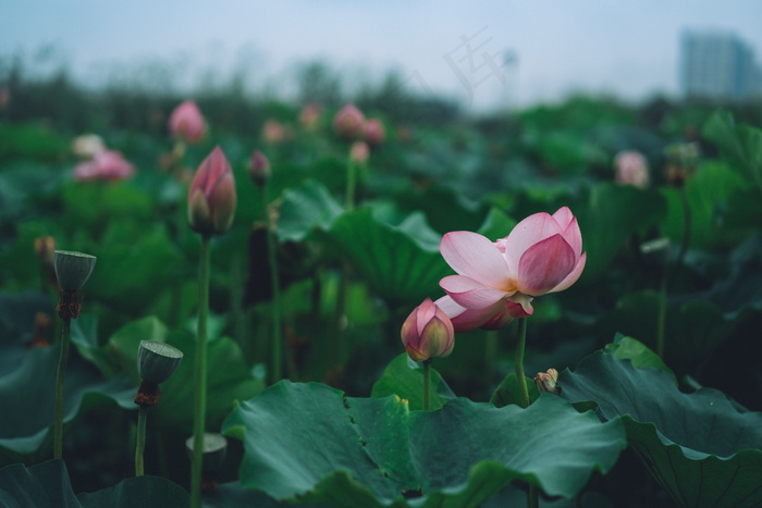 荷花荷叶池塘图片
