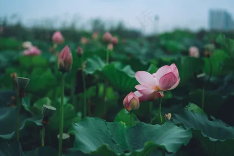 荷花荷叶池塘图片 荷花荷叶池塘图片