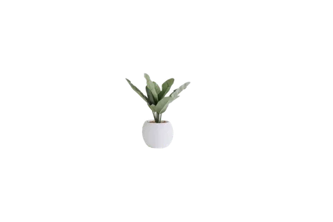 盆栽|绿植|绿叶|绿色|白色|免抠|PNG