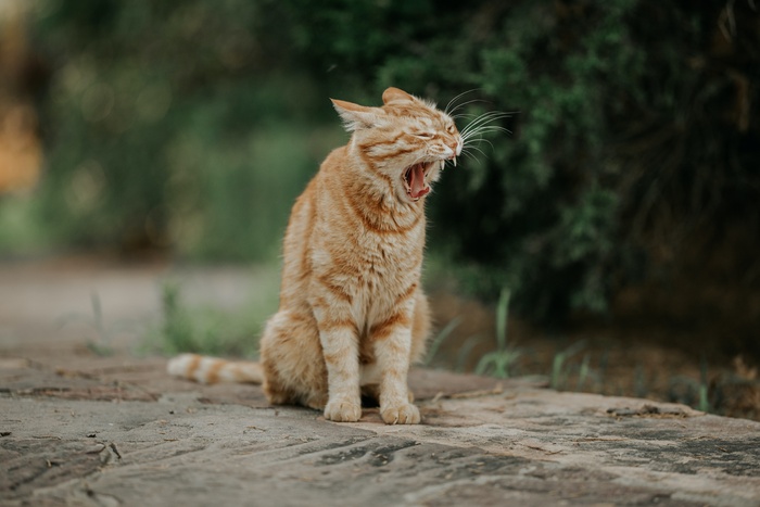 可爱猫咪猫猫摄影素材
