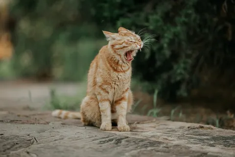 可爱猫咪猫猫摄影素材 可爱猫咪猫猫摄影素材