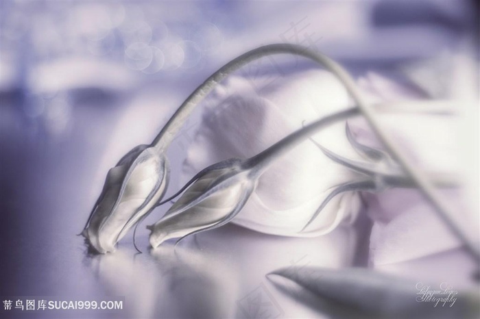 高清唯美白玫瑰鲜花图片