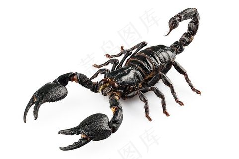 正在进攻的黑色蝎子侧面高清摄影