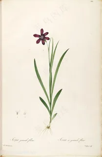 雷杜德原版高清花草花束图谱素材 雷杜德原版高清花草花束图谱素材