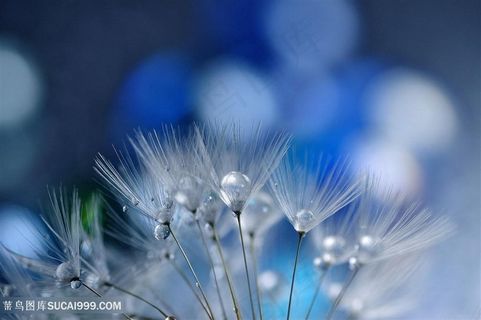 唯美含着水珠蒲公英鲜花图片