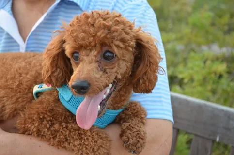 宠物狗贵宾犬图片 宠物狗贵宾犬图片