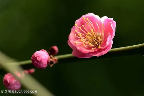 高清唯美绽放的一枝梅花图片 高清唯美绽放的一枝梅花图片