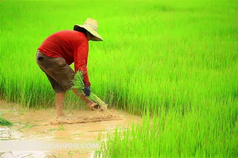 种秧苗的农民