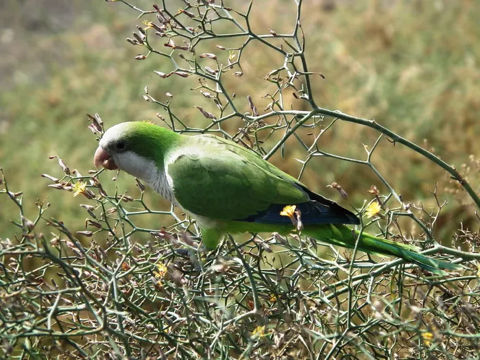 绿色和尚鹦鹉图片