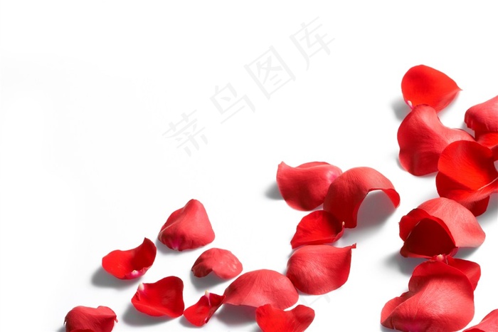 散落的红玫瑰花瓣鲜花图片