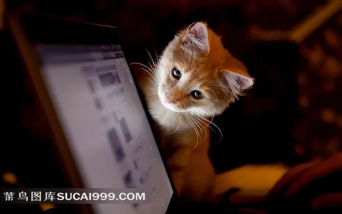 看电脑的猫咪摄影