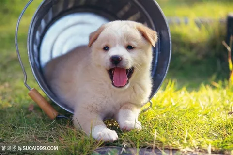 在铁桶里嬉戏的金毛小狗狗图片