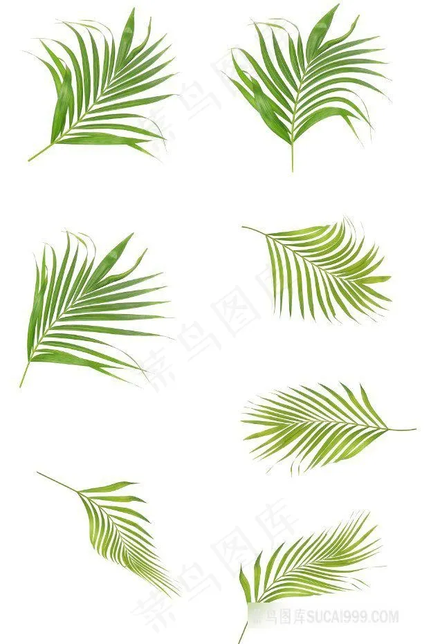 白底热带植物棕榈叶绿叶摄影素材