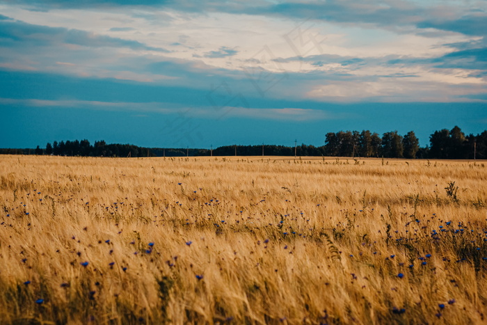 一片稻田风景图片