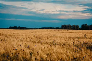 一片稻田风景图片