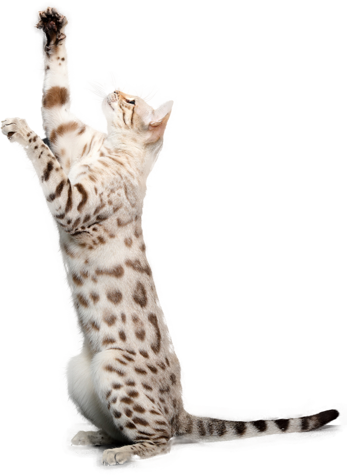 免扣素材实物猫咪摄影