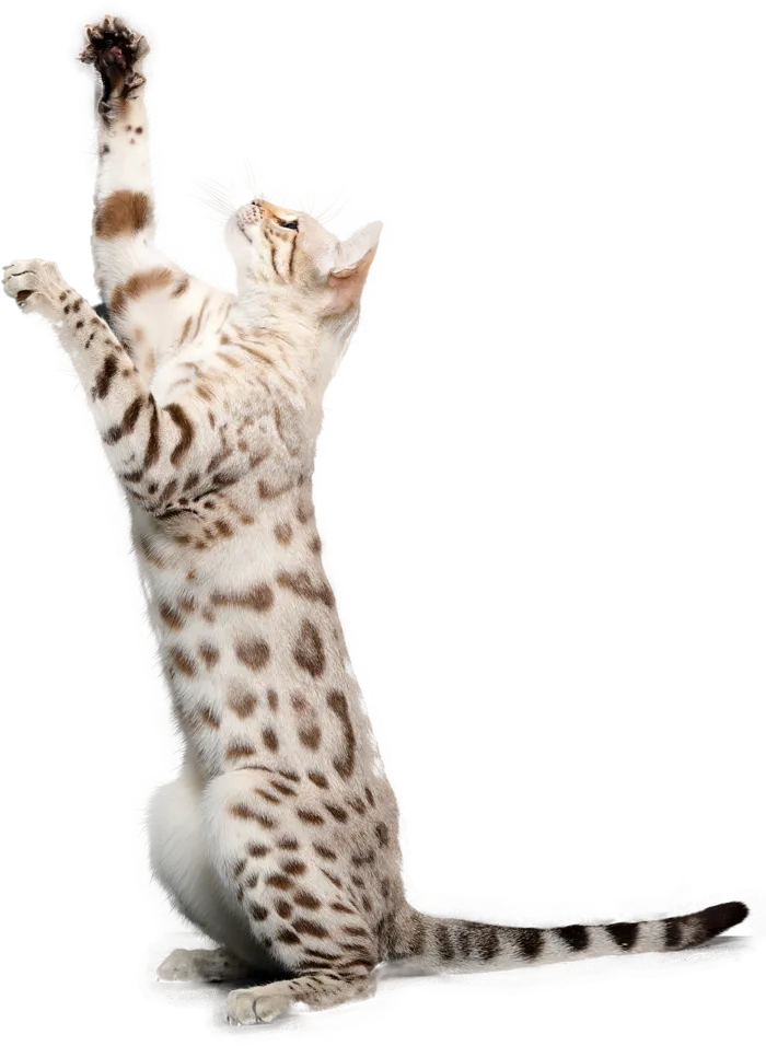 免扣素材实物猫咪摄影