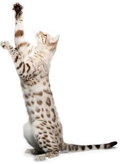 免扣素材实物猫咪摄影