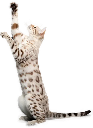 免扣素材实物猫咪摄影