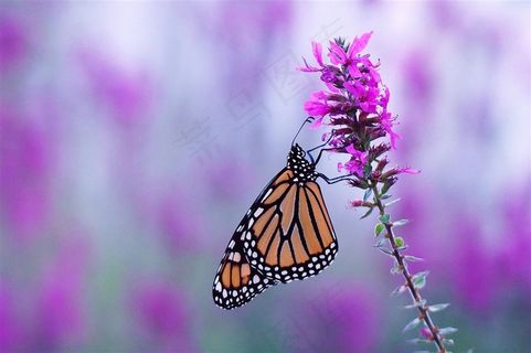 唯美鲜花与蝴蝶图片 唯美鲜花与蝴蝶图片