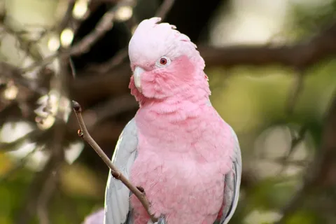 粉色鹦鹉图片 粉色鹦鹉图片