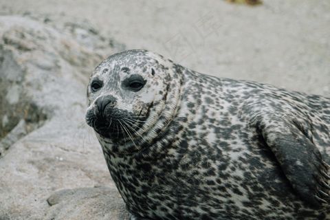 可爱斑点海豹图片 可爱斑点海豹图片