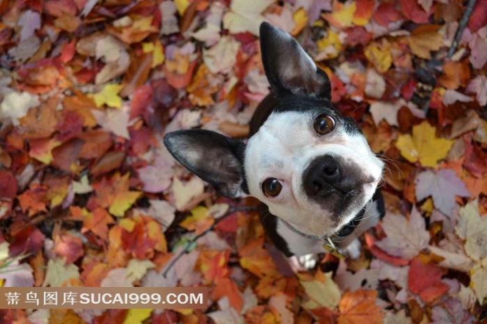 枫叶下的萌狗狗
