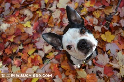 枫叶下的萌狗狗