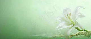 白色鲜花百合花鲜花意境简约，教师节淡雅摄影图