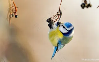 高清树枝鸟唯美壁纸