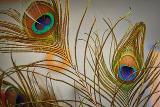 漂亮孔雀羽毛特写图片