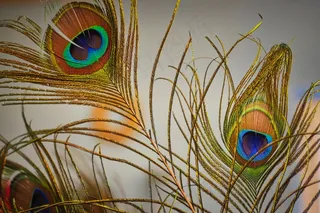 漂亮孔雀羽毛特写图片