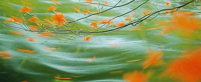 橙色鲜花意境流水渐变朦胧背景(1712x704)