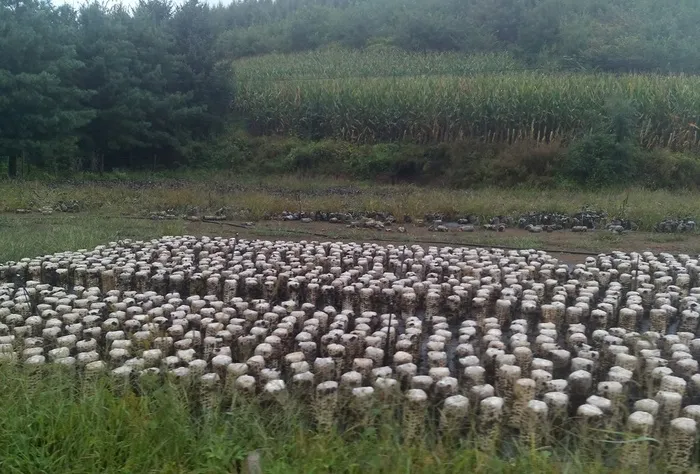 山脚下树林边的木耳种植